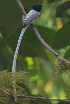 A Beautiful male Indian Paradise Flycatcher in full breeding plumage - image gratuit #478019 