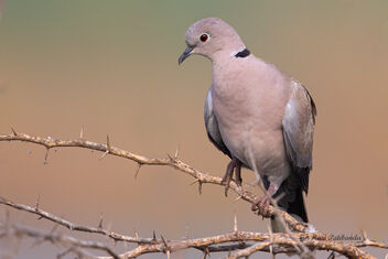 An Eurasian Collared Dove getting ready for the day - бесплатный image #478099
