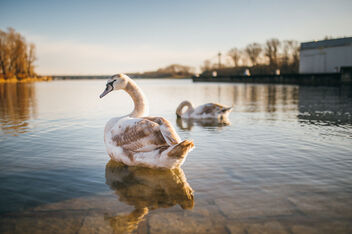 Two swans swimming in a river - бесплатный image #478109