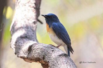 A Male Blue Throated Flycatcher inside the canopy - бесплатный image #478149