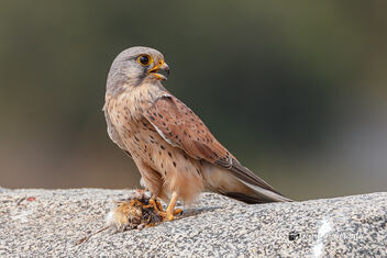 A Common Kestrel Surveying the area while consuming a kill - image gratuit #478329 