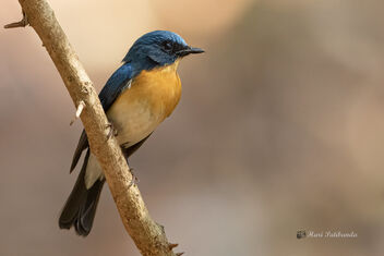 A Tickell's Blue Flycatcher cautiously watching the action - image #478699 gratis