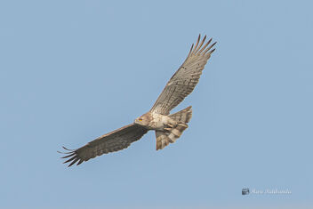 A Short Toed Snake Eagle soaring in the sky - image gratuit #478719 