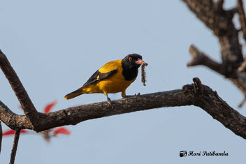A Black Hooded Oriole with a Catch - Free image #478869