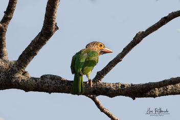 A Brown Cheeked Barbet looking for a partner - image gratuit #478909 