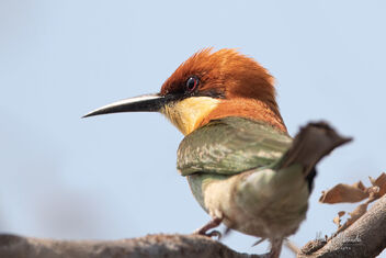 A Funny looking Chestnut-Headed Bee Eater - image gratuit #478929 