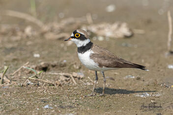 A Little Ringed Plover cautiously watching me - image #478989 gratis