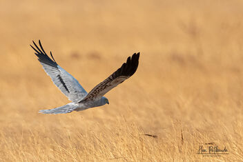 A Montagu's Harrier Flying away - Kostenloses image #479009