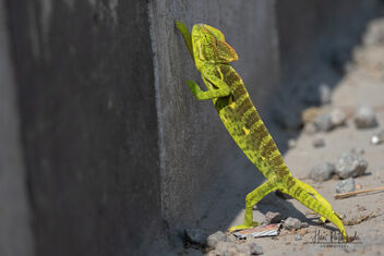 An Indian Chameleon Trying to cross the road - image gratuit #479079 