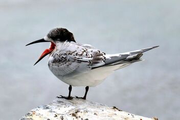White fronted tern NZ - Kostenloses image #479109