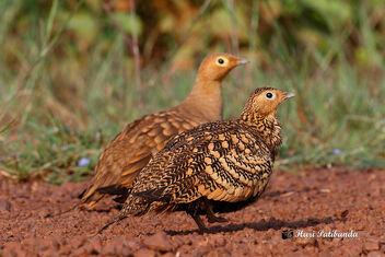 A Chestnut Bellied Sandgrouse Couple - Kostenloses image #479219