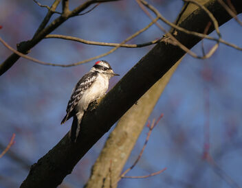 Eastern Downy Woodpecker - image #479259 gratis