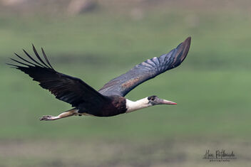 A Woolly necked Stork in Flight - image gratuit #479279 