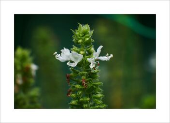 Small plant with big white flowers - Free image #479309