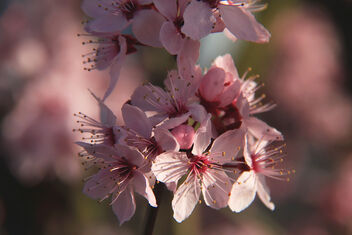 Cherry blossom - Free image #479469