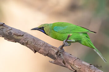 A Jerdon's Leafbird foraging on the branches - бесплатный image #479489