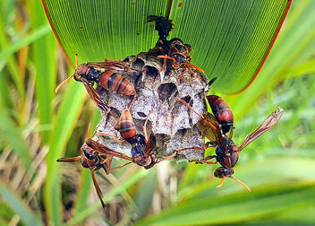 Australian paper wasp. - Free image #479569