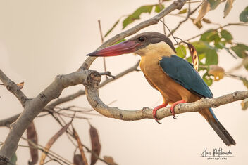 A Rare Stork Billed Kingfisher during Sunset - Kostenloses image #479579