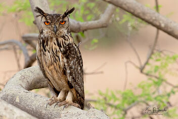 An Indian Rock Eagle Owl staring sleepily - image gratuit #479679 