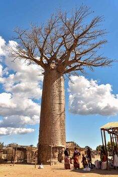 Baobab - image gratuit #479759 