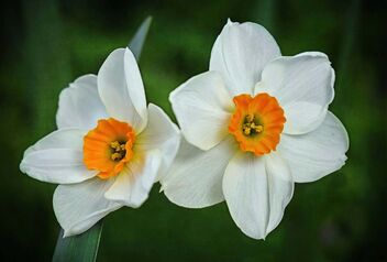 Daffodils - image gratuit #479879 