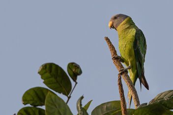 A Plum Headed Parakeet enjoying the cool breeze - image gratuit #479909 
