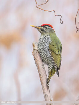 Scaly-bellied Woodpecker (Picus squamatus) - image gratuit #479949 