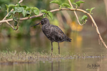 A Spotted Redshank in its breeding plumage - image gratuit #480019 