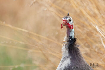 A Strange Sighting - Helmeted Guineafowl - Kostenloses image #480259