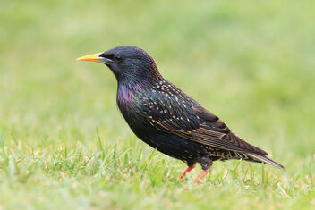 Spring Watch - Starling - image gratuit #480279 