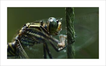 Dragonfly - image gratuit #480299 