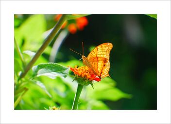 Butterfly - image gratuit #480329 