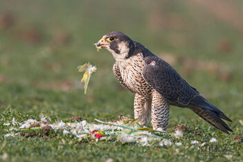 A Peregrine Falcon snacking on an Indian Parrot - image #480539 gratis