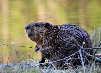 Happy Beaver in Wilderness - image #480589 gratis