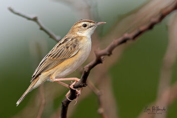 A Zitting Cisticola looking for food - image gratuit #480669 