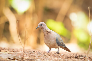 A Laughing Dove on a Serious Stroll - image #480819 gratis