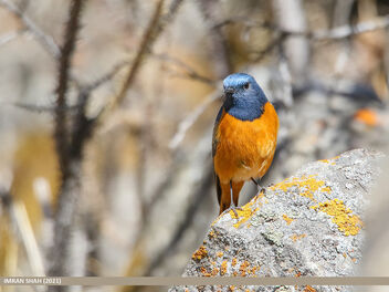 Blue-fronted Redstart (Phoenicurus frontalis) - image gratuit #480879 
