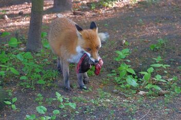 Fox with 'dinner' | May 29, 2021 | Schleswig-Holstein - Germany - Free image #481059