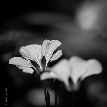 Fleur de lin en monochrome - Free image #481429
