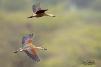 A pair of Lesser Whistling Ducks in Flight - image #481519 gratis