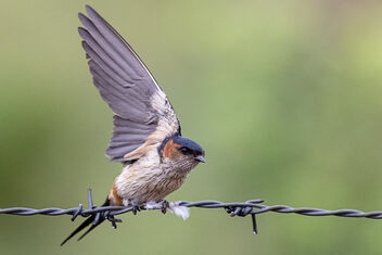 A Red Rumped Swallow Taking Flight - Free image #481819