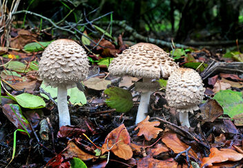 Parasol fungi. - Kostenloses image #481829