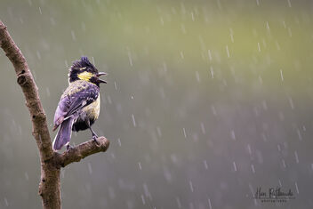A Rare Indian Yellow Tit in the drizzle - image #482019 gratis