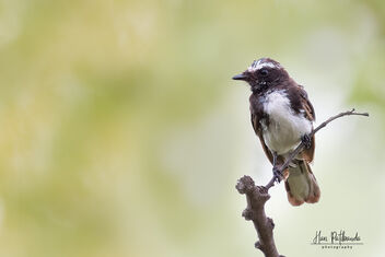 A White Browed Fantail on a perch - image gratuit #482179 