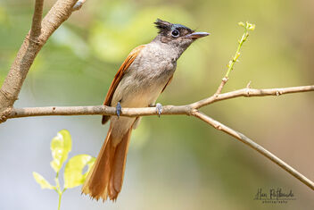 An Indian Paradise Flycatcher looking for insects - бесплатный image #482189