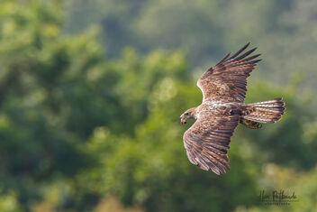 A Bonelli's Eagle Carrying Nesting Materials - image gratuit #482249 