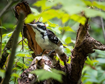 Hairy Woodpecker, Hartley Park, Duluth 8/2/21 - Free image #482339