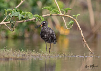 A Rare Spotted Redshank in Full Breeding plumage - Kostenloses image #482369
