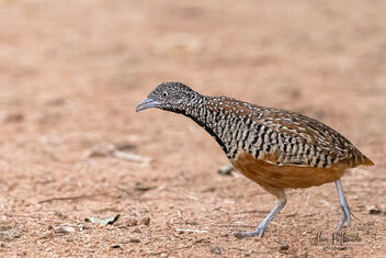 A Barred Buttonquail looking for small insects / grains on the dirt road - Free image #482429