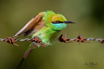 A Green Bee Eater Stretching in the morning - image #482469 gratis